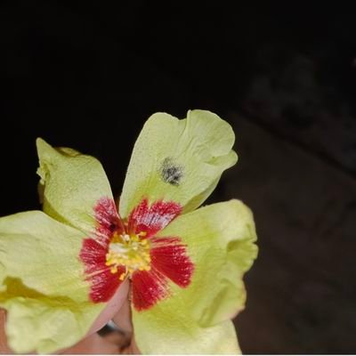 SeharParyo's profile picture. 'Believe in your Flyness, Conquer your shyness' kanye West.🥴
Proud to be Chemist.🌸