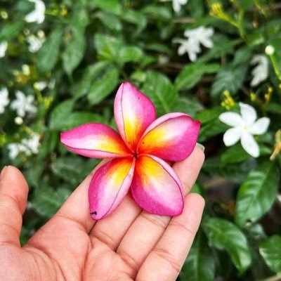 acutelydramatic's profile picture. mostly angry, otherwise sleeping.