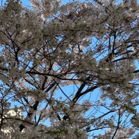 N (@mikazuki061) 's Twitter Profile