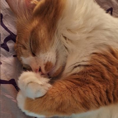just a silly cat in this sillicate world.
checkout https://t.co/nvfTh7GS9c and https://t.co/4bvoGKw3qb . strive to be kind. #pahalamaxxing
