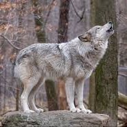 EdingueleA's profile picture. Enfant du monde