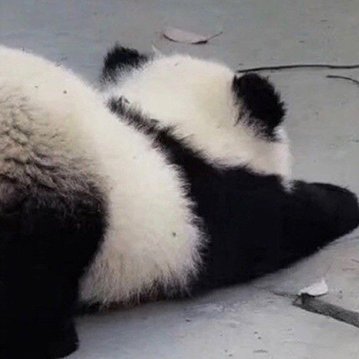 MemeH145's profile picture. 