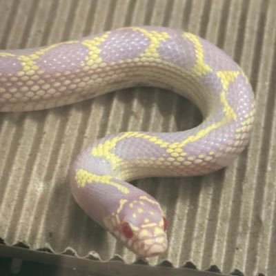 我现在就想回到森林里