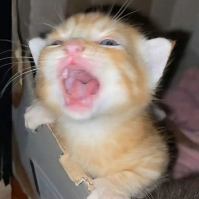 inialeeeeeeee's profile picture. 