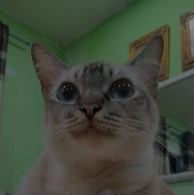 Qinさんのプロフィール画像