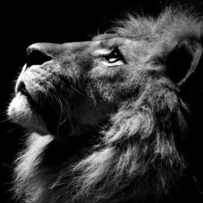 mendusriki's profile picture. tc vatandaşı