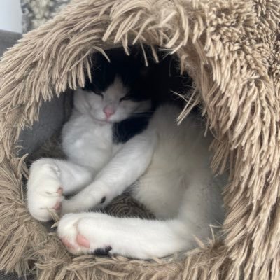 littledorritx's profile picture. 