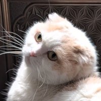 朝露 ブル垢 (@buletsuyu_11) 's Twitter Profile
