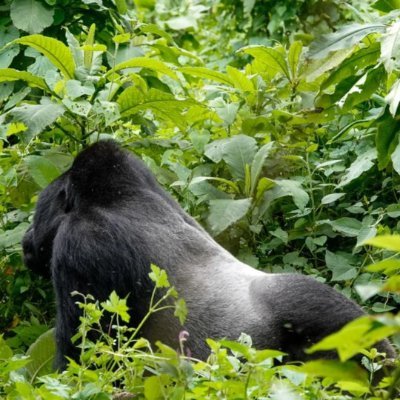 TravitudeSafari's profile picture. BOOK For Guided luxury,mid-range & affordable safaris in Uganda🇺🇬Rwanda🇷🇼Kenya🇰🇪Tanzania🇹🇿
Whatsapp; +256 (0) 775169718
 📩travitudesafaris@gmail.com