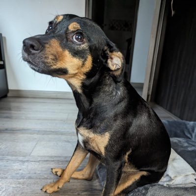 UnderdoggTrader's profile picture. Not-verified X-figure trader