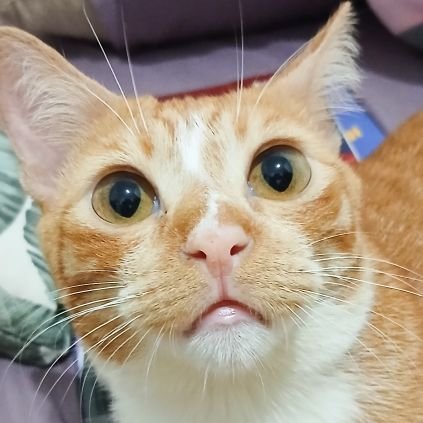 mamahcing's profile picture. 🐈 ENFJ