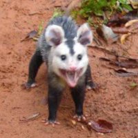 saruê lixoso, só que da baixada (@ianjoebila) 's Twitter Profile Photo saruê lixoso, só que da baixada (@ianjoebila) 's Twitter Profile Photo