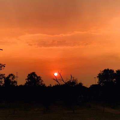 lignin_x's profile picture. Professor of Lignin 🇮🇳