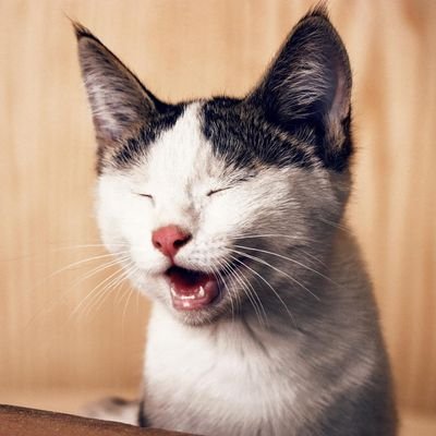 ankitag42180298's profile picture. 