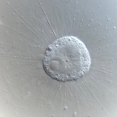 r_contractilis's profile picture. ☀︎ 殻を持つ小さな生き物が好きです ☀︎☀︎