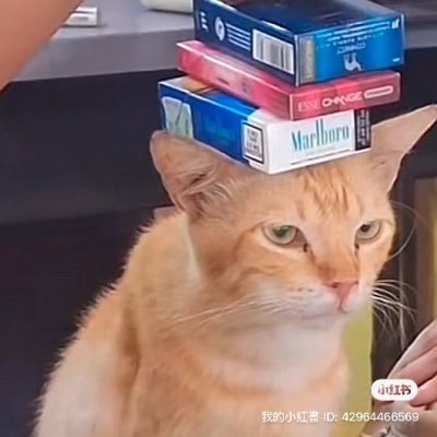 jesswing44's profile picture. 