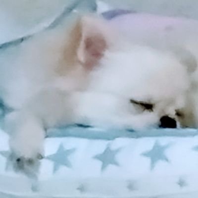 岡崎市在住✌食べ歩いた素敵なお店や料理、美味しいと思った食べ物などを紹介しています😋✨🍴