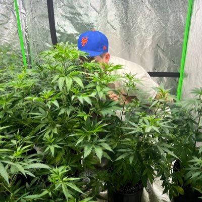 GrowGuyNY's profile picture. Father, fiancé, chef, landscaper, cannabis enthusiast & experienced gardener 🪴 Let’s Go Mets! ⚾️