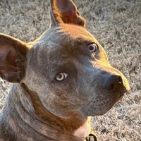 KimKim 🇺🇸 🇺🇸🇺🇸 (@koylekim) 's Twitter Profile