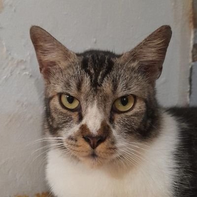 sarikacangijau's profile picture. jangan difollow, ini akun huru-hara