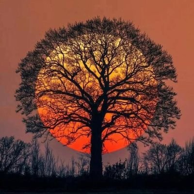 lomamacimo's profile picture. 