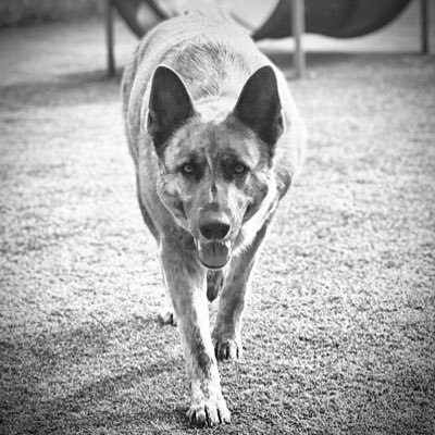 Bo__D14's profile picture. 614 - The Ohio State Alum - Retired Athlete - Patriot - German Shepherd Connoisseur - Golfer - Luke 10:19