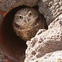 Ray Goodman - @ScopsOmaha - Twitter