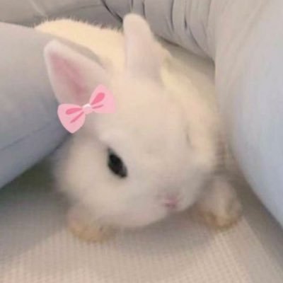 yuhazzangfan's profile picture. 유하보구미😳