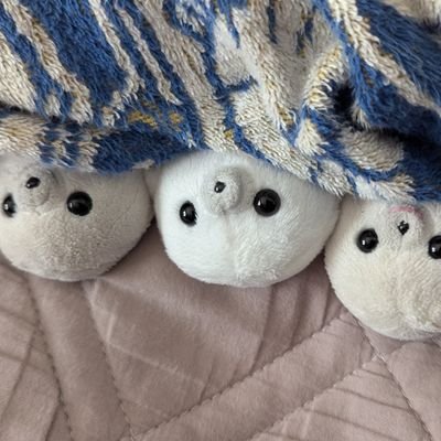 まめまる,もちまる,ころまるとの日常 🚹20↑