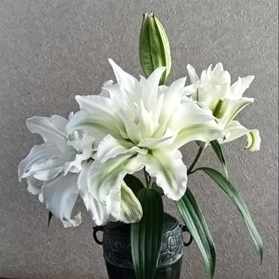 3FXZuea6T697230's profile picture. 花好き・旅好き・車の運転が好き・食べる事が好き(調理師の資格有ります)