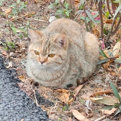 Swinlyer's profile picture. just a mortal.