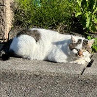 カイト (@loguresu_lulu) 's Twitter Profile