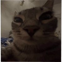 lusima (@lusima__) 's Twitter Profile