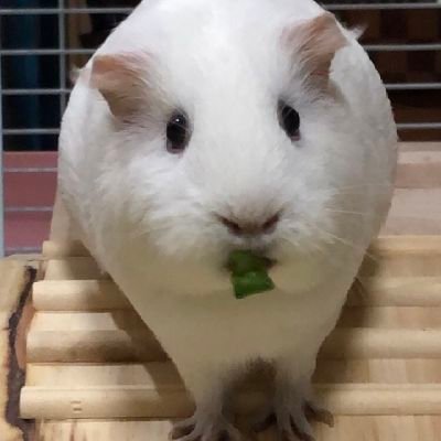 パチもんのブセファランドラと観葉植物を育ててます。アグラオネマの交配はブログに記録を残しておきます。
増えた植物はヤフオクに出してます
白モルモットゆきちゃん🌈2025.5.9
楽しくやっていきたいのでブセ鑑定士とお仲間はブロックさせてもらってます🙇