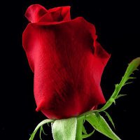 Shatha Khuzaee (@khuzaeeshatha) 's Twitter Profile Photo