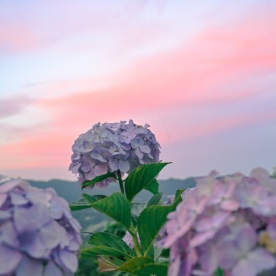 軽い気持ちで受けた美容整形で深く後悔し心を病む。その時ふと始めたXで、表に出てこない情報や日本の現状を知り衝撃を受ける。その後、修正を経て社会復帰。 身近になった美容医療で同じように後悔する人を一人でも減らしたい。 そして少しでも多くの人に、今の日本の現実も知ってほしい。