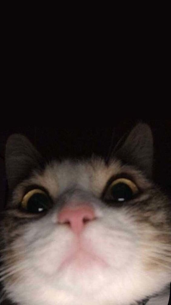 @coleofaa