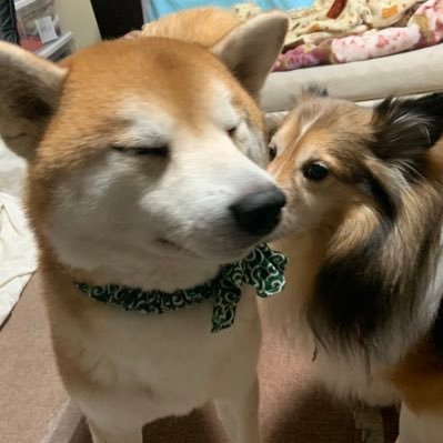 2015.4.4 ななき♂シェルティ/2019.2.5 一護♂柴犬 ちょっと体が小さめのシェルティと自分のことを小型犬だと思ってる13キロの柴犬です。 飼い主 ゲーマー オタク #シェルティ #柴犬 #こちら愛犬アカウント