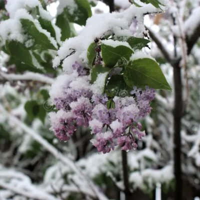 lilac Profile