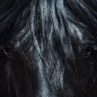BLACK HORSE 3 100K (@biackh0rce3) 's Twitter Profile Photo BLACK HORSE 3 100K (@biackh0rce3) 's Twitter Profile Photo