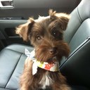 Jennifer Ledet - @stogiejc - Twitter