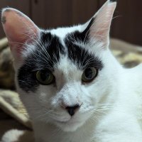 ニャンズのパパにゃっす😸 (@nekojiji_0419) 's Twitter Profile Photo ニャンズのパパにゃっす😸 (@nekojiji_0419) 's Twitter Profile Photo