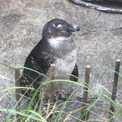 伊勢ぼたん (@button_shrimp) / Posts / X