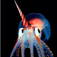 The Octocorn Network (@octocornnetwork) 's Twitter Profile