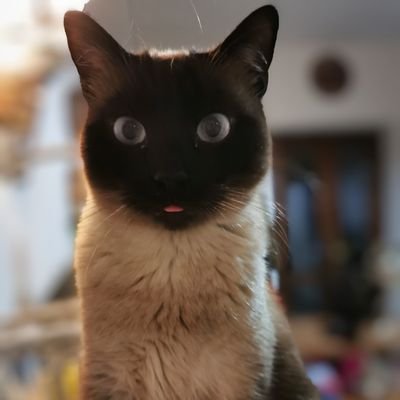 Siamo I GATTI DELLA FAVORITA. Soriani semplici, viviamo pasciuti di avventure mirabolanti e crocchette 😹