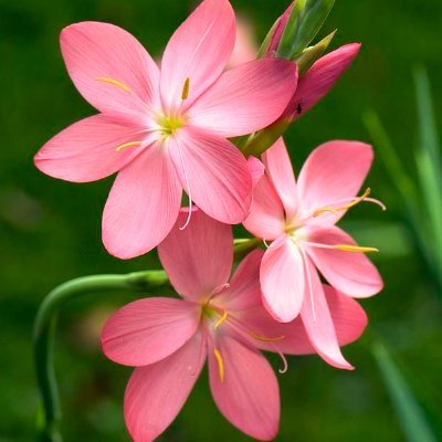 Debasree100's profile picture. 