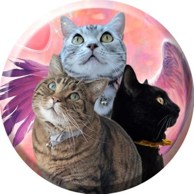 猫様:茶々丸♂月姫(かぐや)♀諭吉♂
下僕:職業➝看護師💉勤務不規則にてコメント返せない日もあります…(ฅฅ*)ˢᴼᴿᴿᵞ 昔はS13・S15シルビアMT乗り🚗⸒⸒⸒⸒⸒⸒⸒³₃ DM・YouTube(˙꒳˙乂)お断りしてます🆖