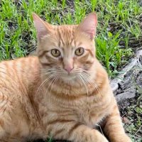 Orange Fluffy (@mrtubbscousin) 's Twitter Profile