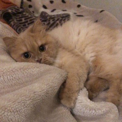 randombatates's profile picture. خبير صور ابيض و اسود