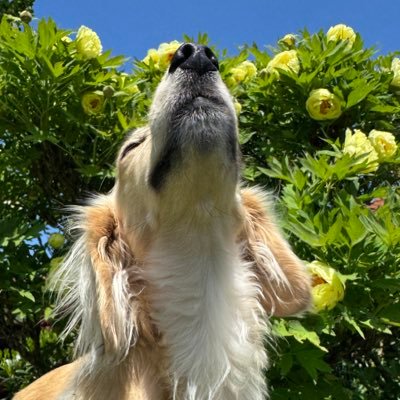 Jette (Ministerin für Fressangelegenheiten) Profile